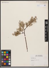 Salix bebbiana Sarg.